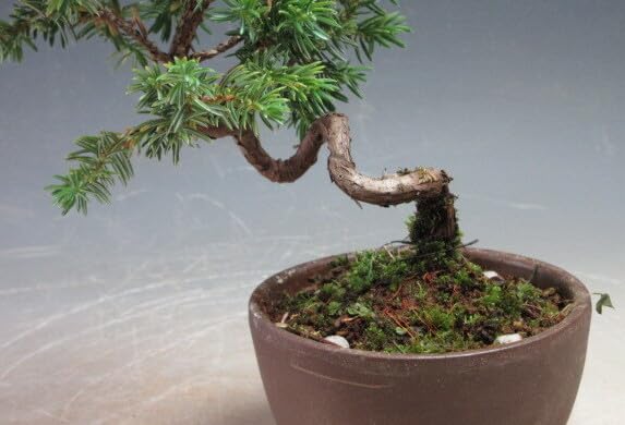 Amazon｜盆栽 紫杜松/トショウの鉢植えミニ盆栽（3540）【現品】｜観葉